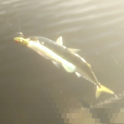 シーバスゲット サバは活性高し